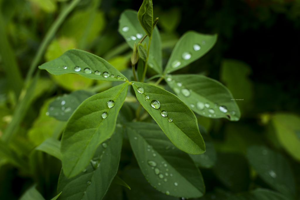 梅雨の記憶