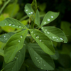 梅雨の記憶