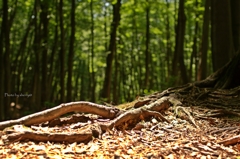 Woods