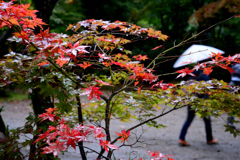 ひと雨ごとに…