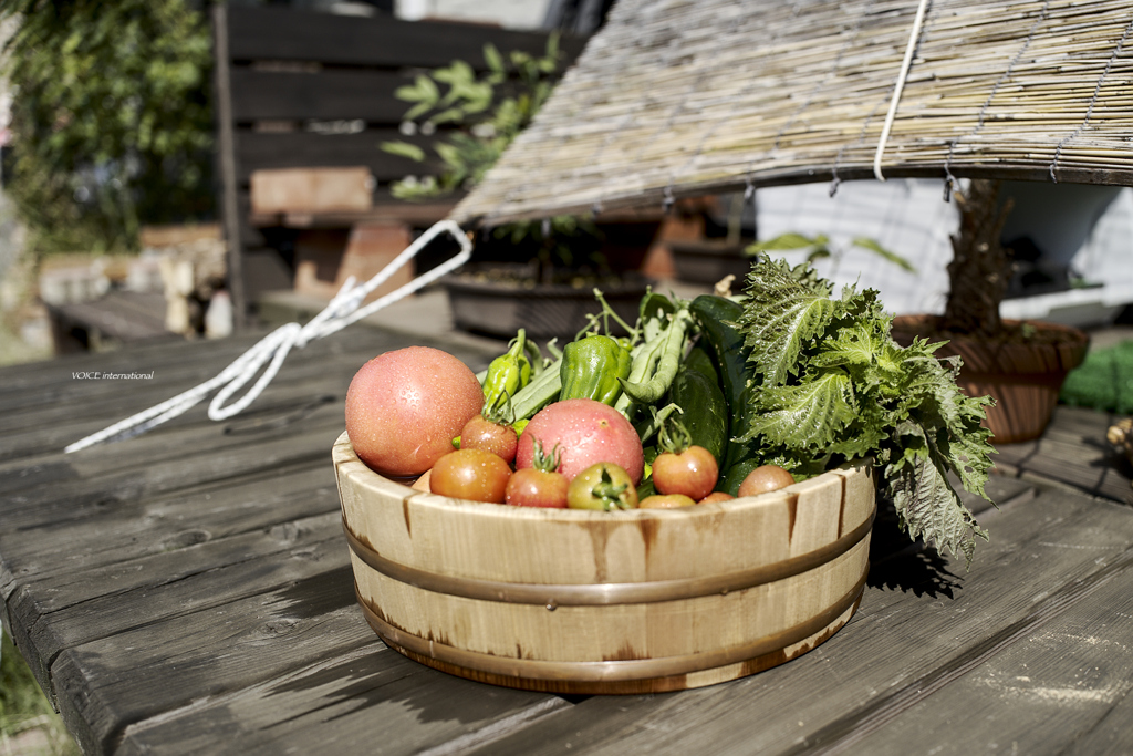 採れたて野菜