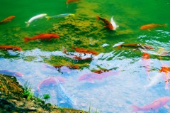 鯉も恋