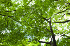 Green.