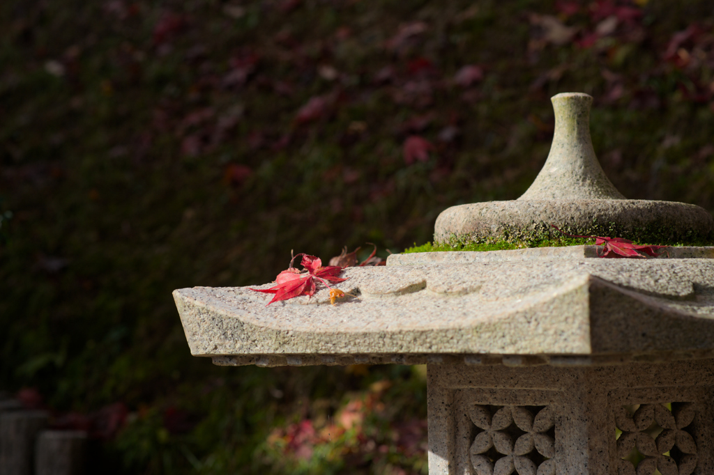 秋の終わりに...