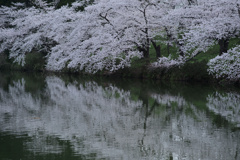水上の桜