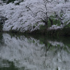 水上の桜