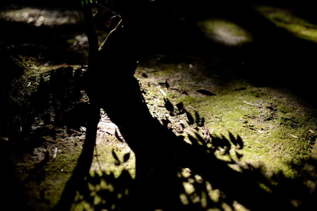 shadow