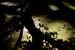 shadow