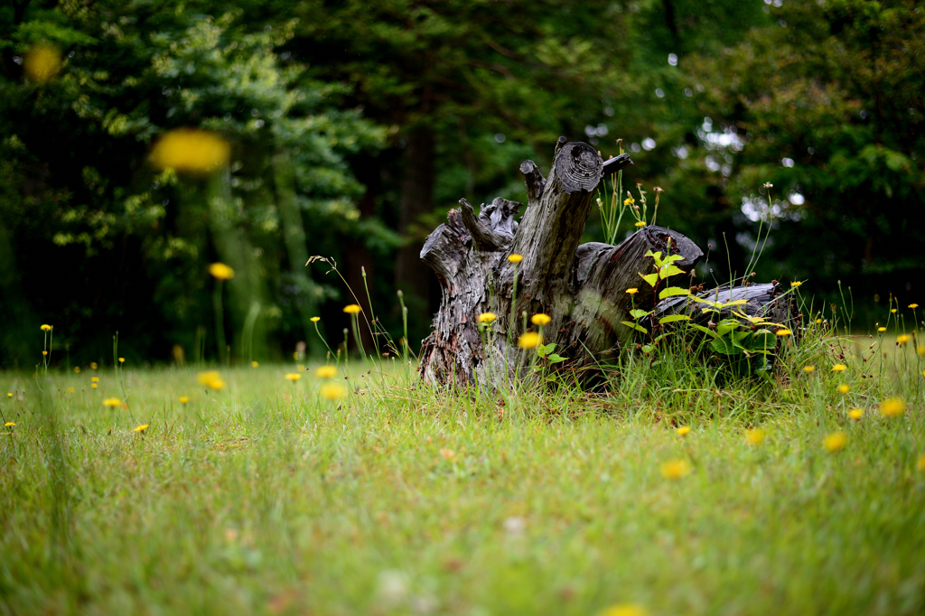 時の過ぎ行くままに…
