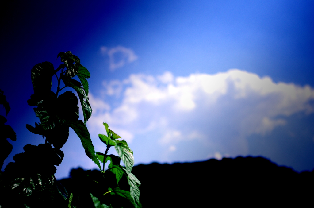 夏の空と雑草