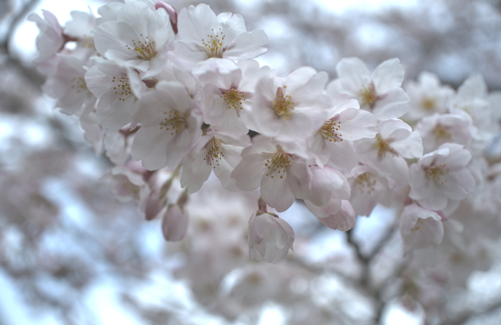 今年も逢いに来た…