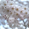 今年も逢いに来た…