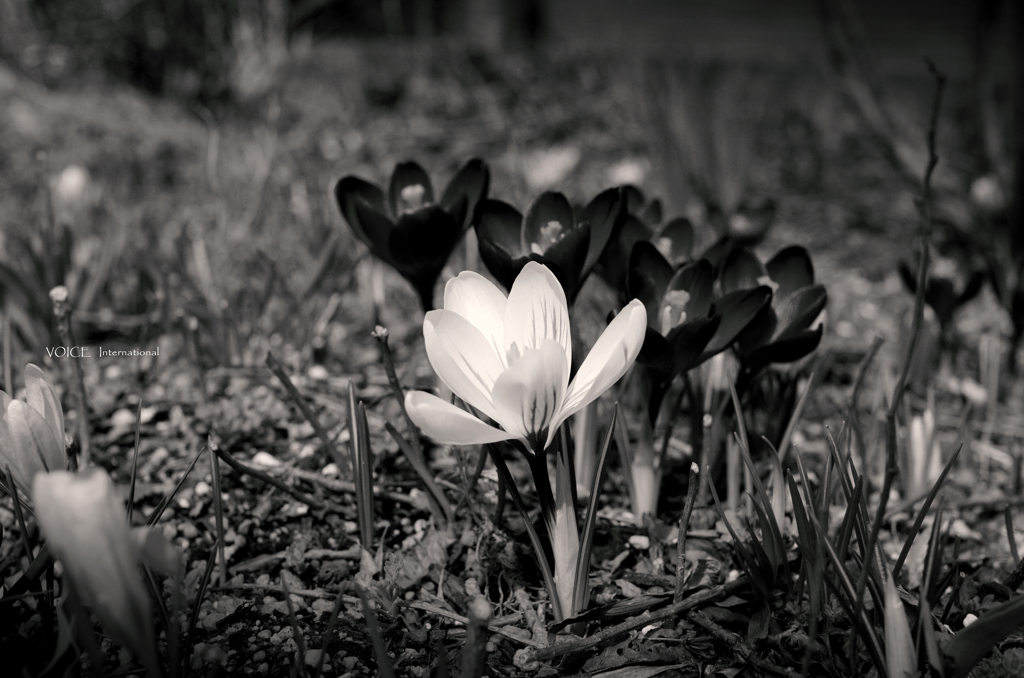 spring