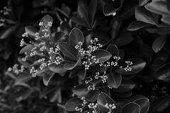 色のない植物