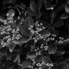 色のない植物