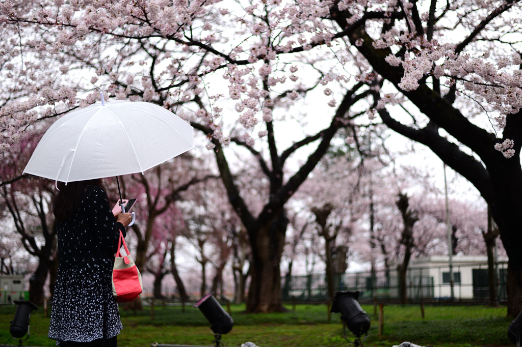 SAKURA rain