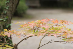 秋へと…