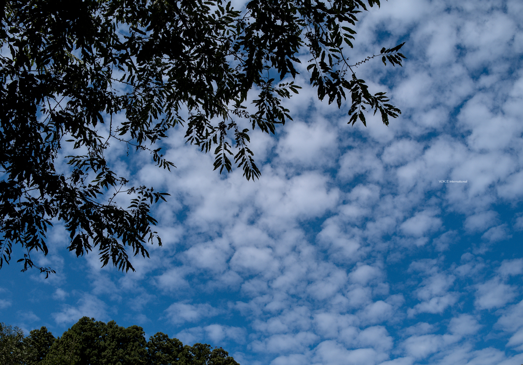 秋の空