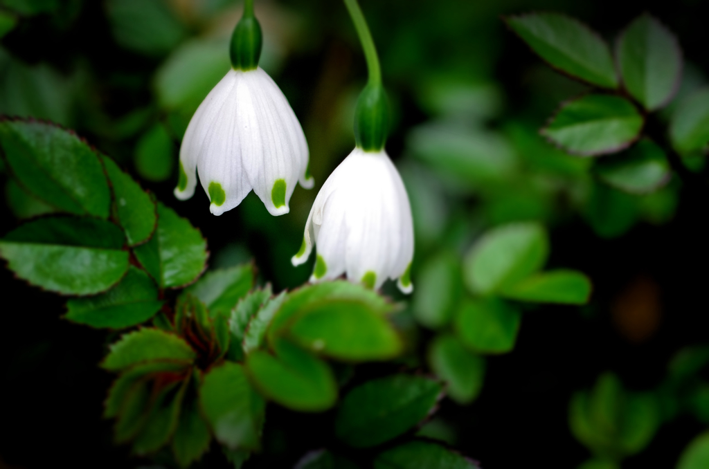 スノーフレーク