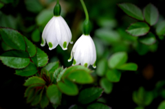 スノーフレーク