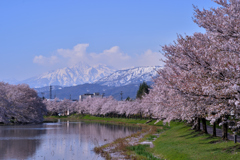 お花見