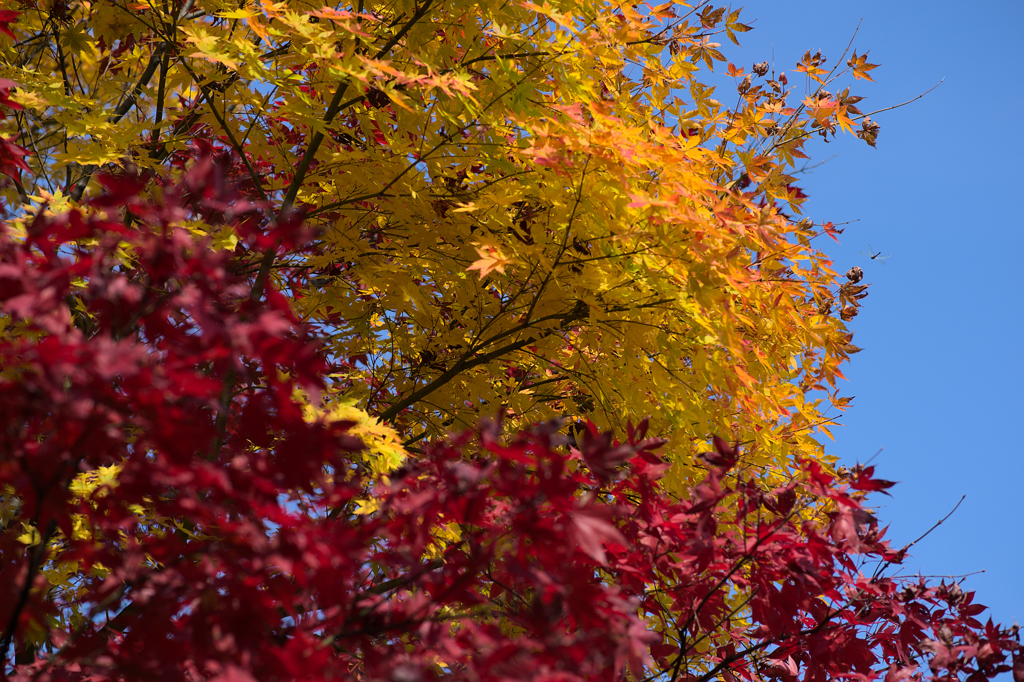 秋の空とともに