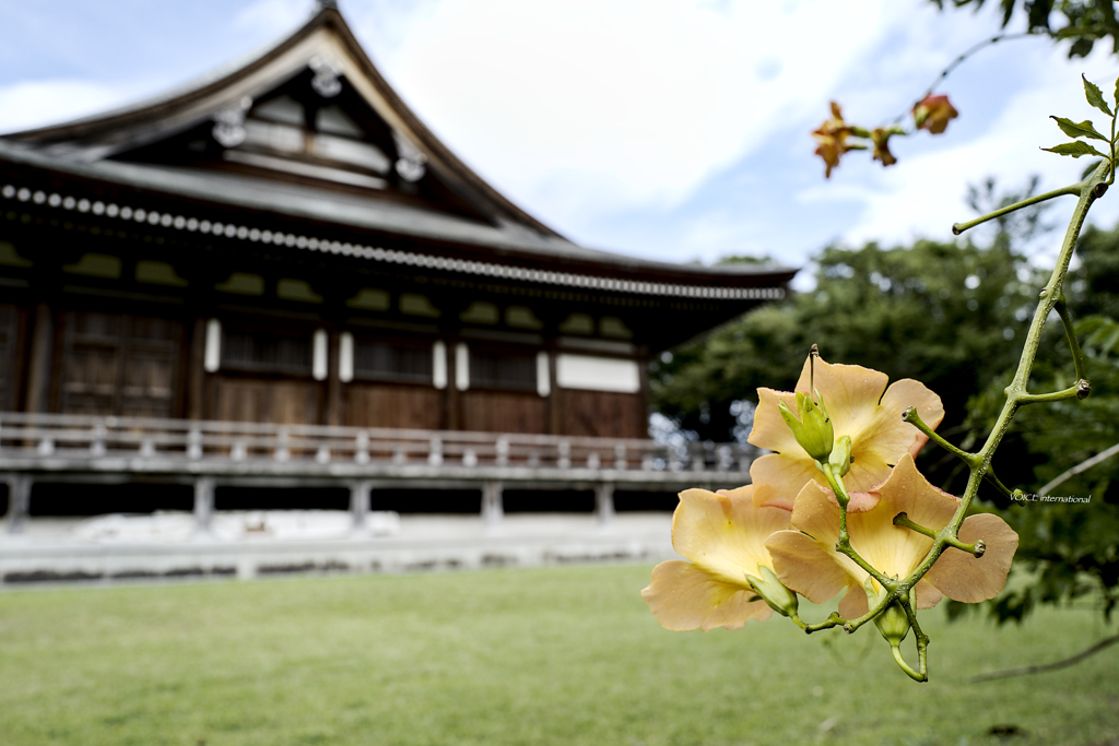 境内に花開く