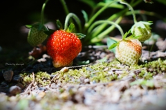 Strawberry