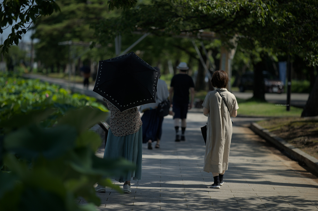 蓮咲く公園を散策