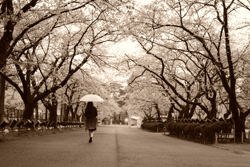 SAKURAロード