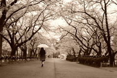 SAKURAロード