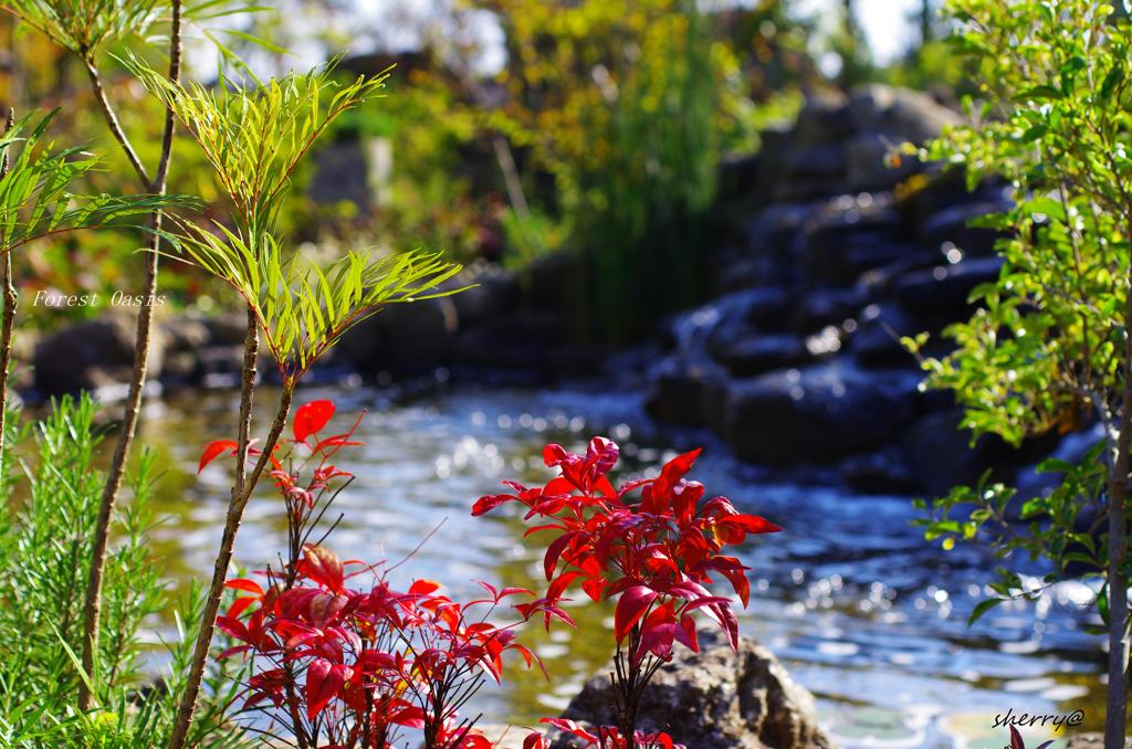 Forest Oasis