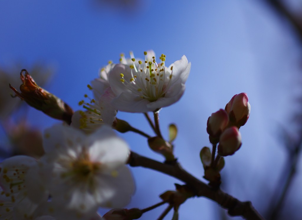 Spring 1