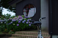 自転車と紫陽花と…