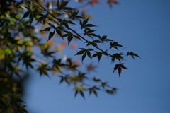 晩秋の空