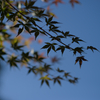 晩秋の空