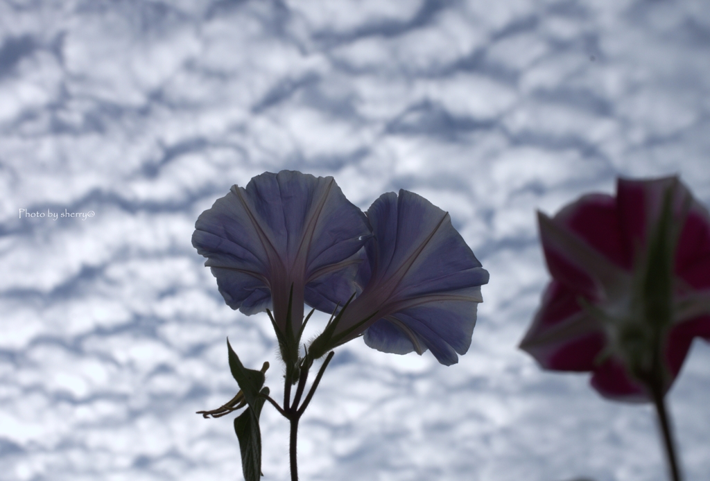 空と花と…