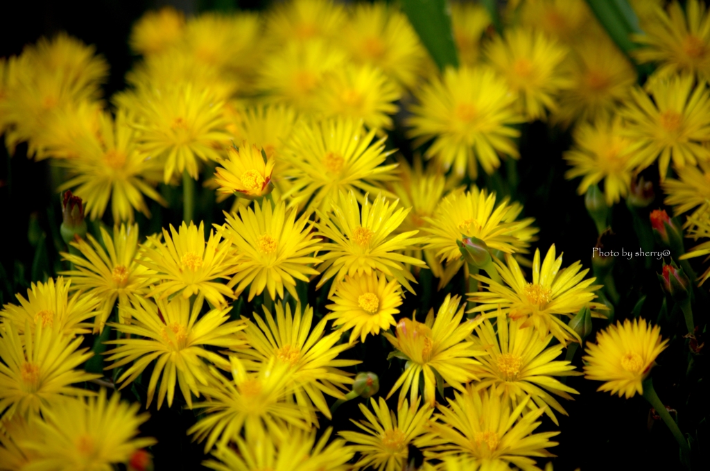 Yellow flowers