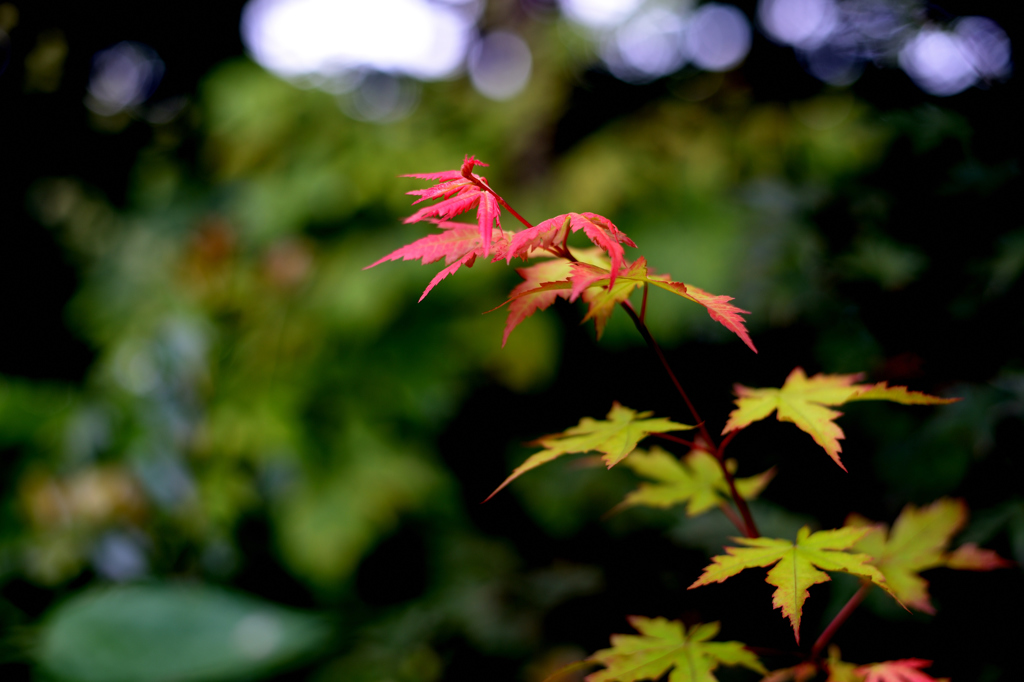 春から秋へ…夏は？