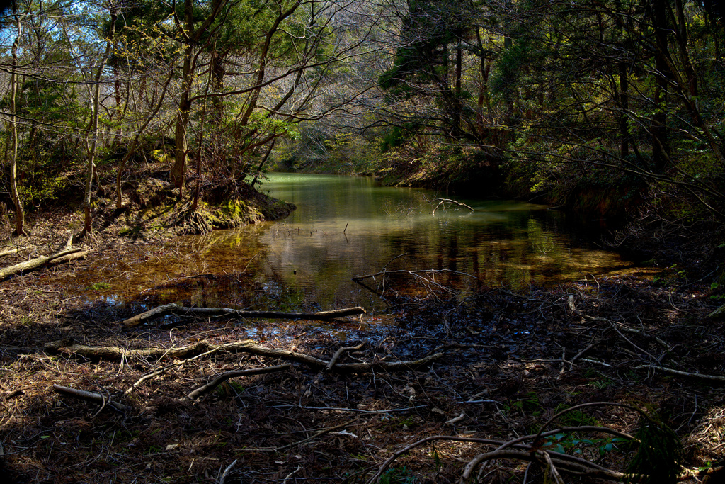 森の中の深い沼