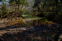 森の中の深い沼