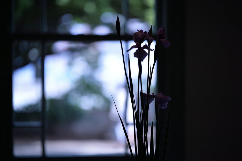 窓辺の華