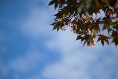 秋の晴れた空