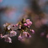 蕾