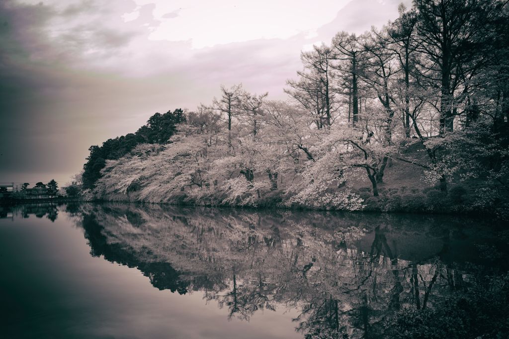 桜咲く頃…