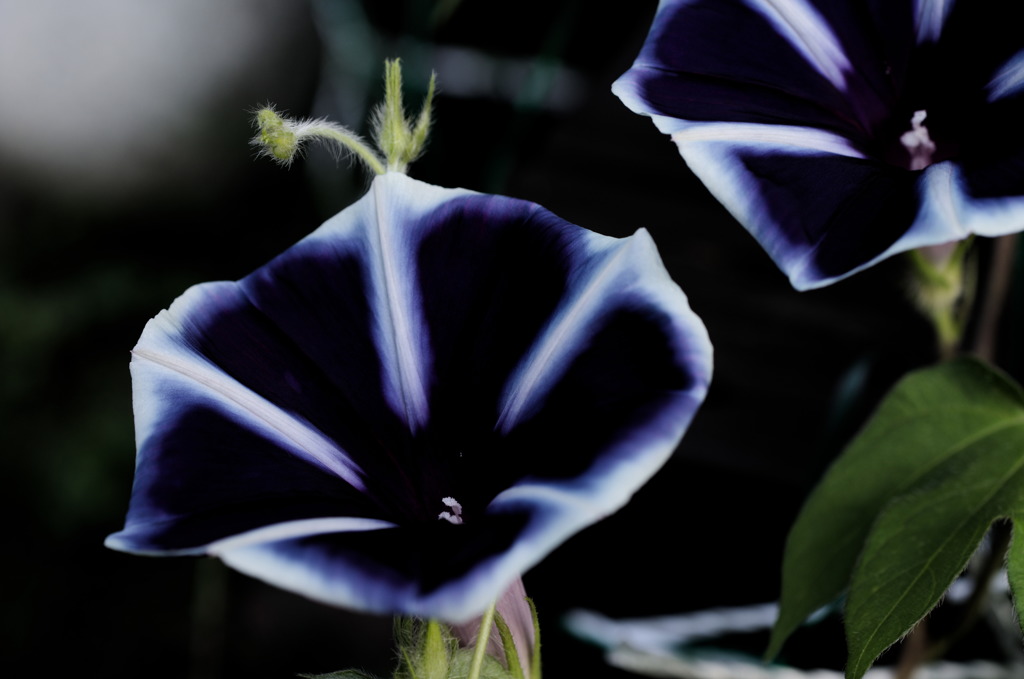 朝に咲く花