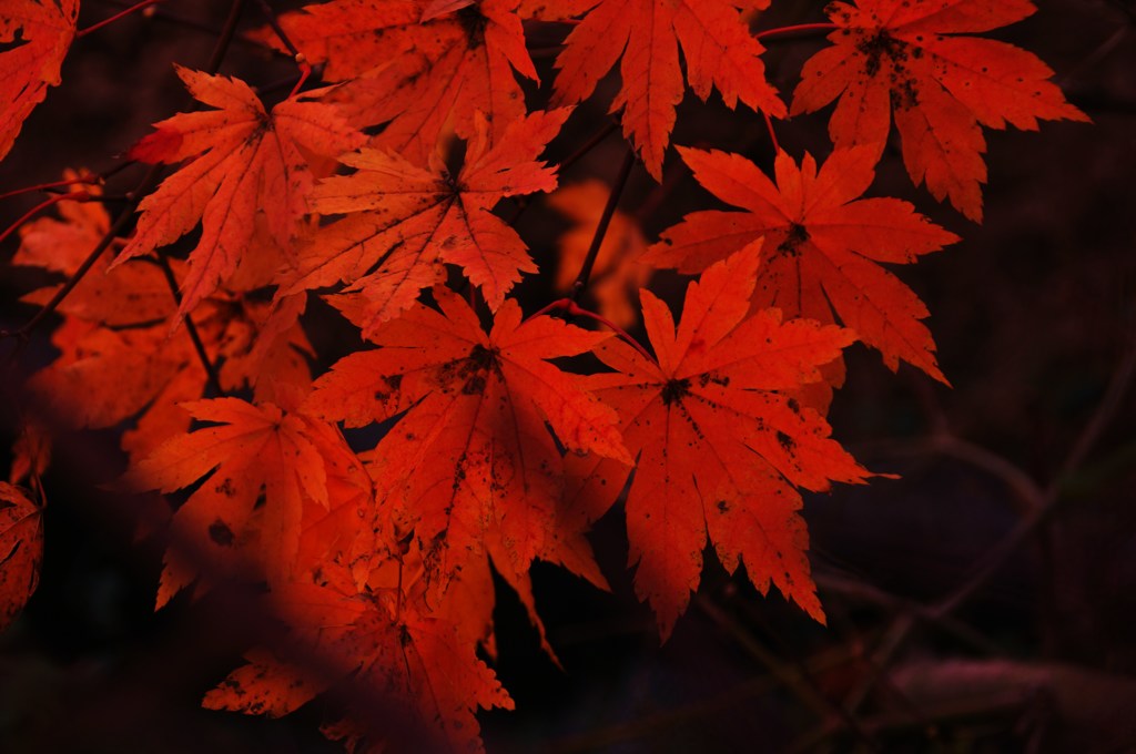 最後の紅葉