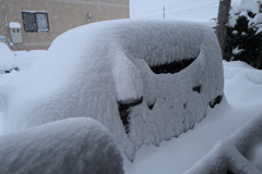 春よ、　遠い春よ♫