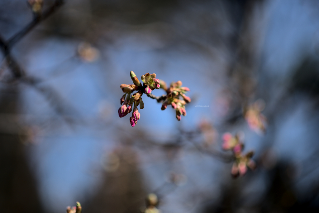 春はすぐそこに...