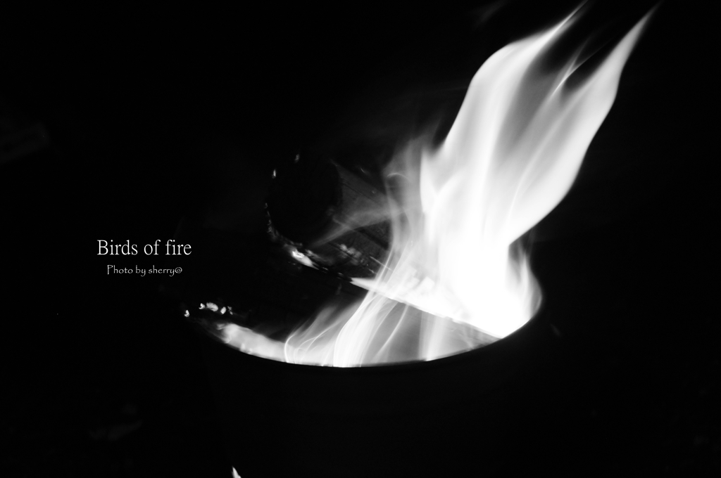 Birds of fire